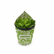 Vaso com Suculenta - VP10